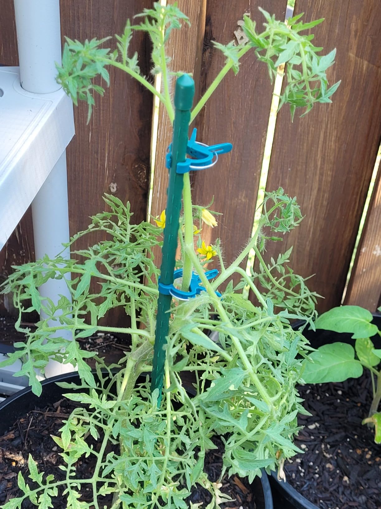 Garden Stakes 48 Inches Steel Plant Stakes Tomato Stakes 4ft Pack of 25 customer photo 2