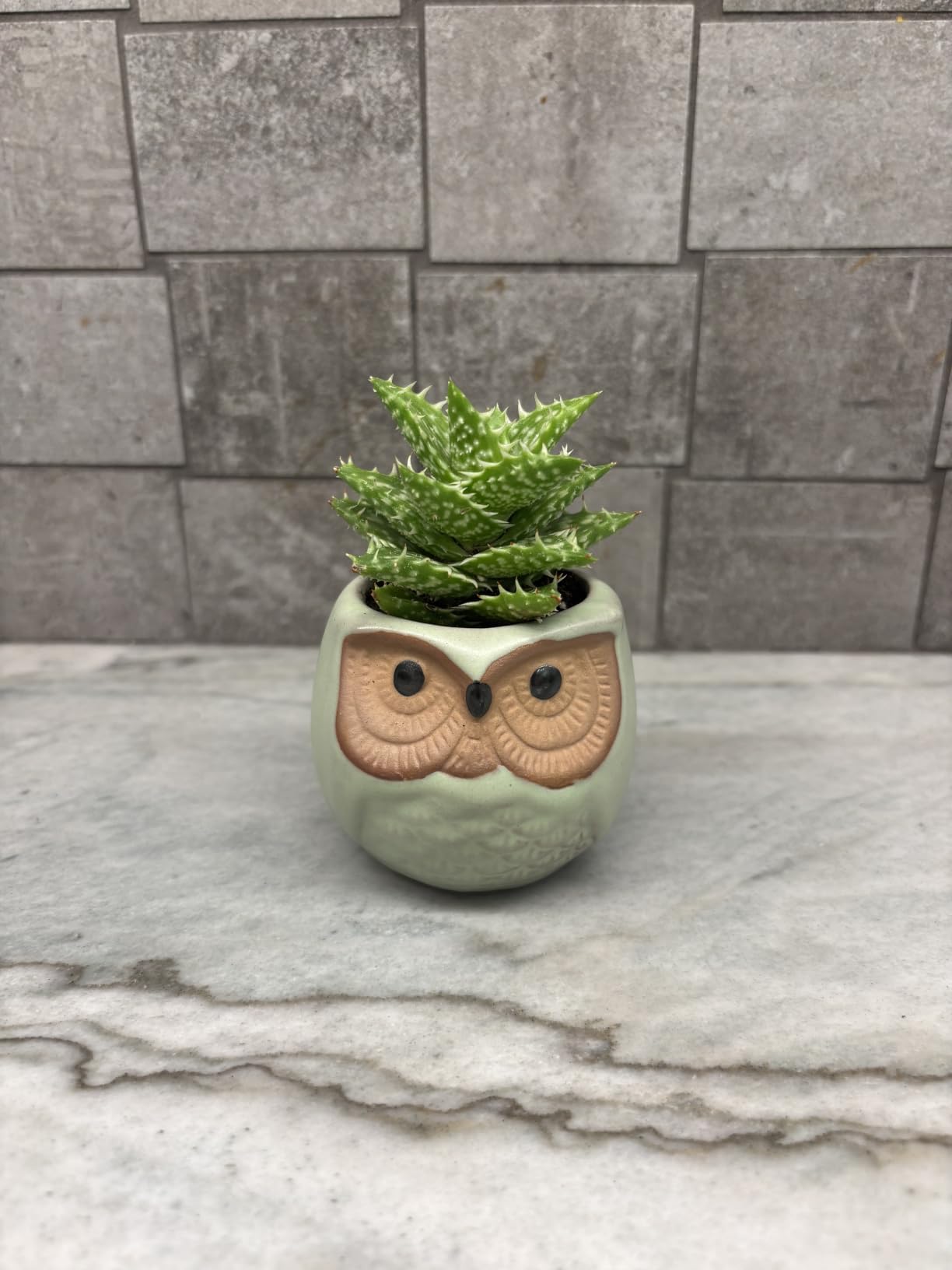 T4U Owl Succulent Pots, Mini Ceramic Gift Planter Set with Drainage, 6 Pack customer photo 2