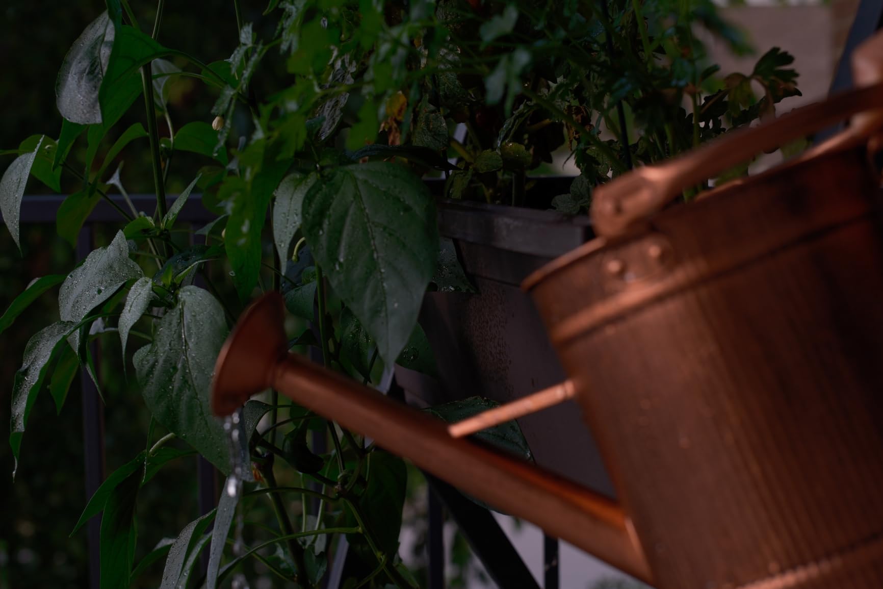 1 Gallon Watering Can, Metal Watering Can with Removable Spout, Farmhouse Galvanized Water Can, Nice Plant Water Can for Indoor Use and for Outdoor Use | Classic Galvanized Watering Pot for Garden, Patio, and Houseplants customer photo 1