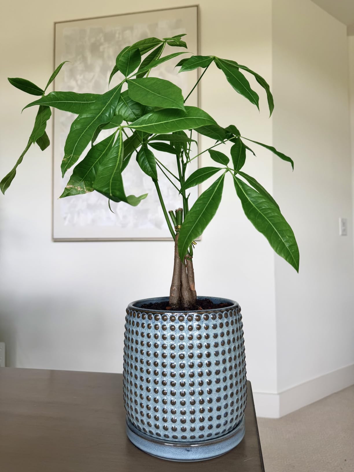 D'vine Dev Beaded Ceramic Pot with Saucer, 6 in, Ebony Matte, Embossed Dot Texture, Smooth Glazed Finish, Timeless Vintage Charm, Drainage Holes customer photo 2