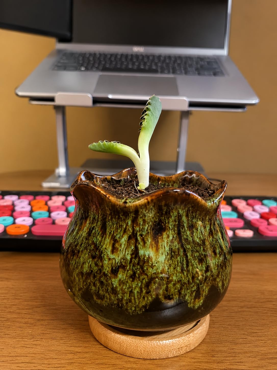 Cute Ceramic Succulent Garden Pots, Planter with Drainage and Attached Saucer, Set of 5 - Plants Not Included (Round) customer photo 1