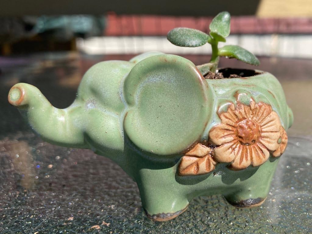 Okllen 6 Pack Mini Animal Ceramic Succulent Planter Set, Cute Elephant, Turtle, Owl, Snail, Succulent Pots with Drainage Hole, Ideal for Bonsai, Indoor, Outdoor customer photo 2