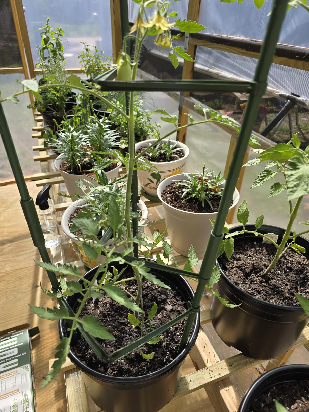 6-Pack Tomato Cage for Garden Plant Support- Up to 48inch Garden Stakes Tomato Cage, Tomato Trellis for Potted Plants, Tomato Cages Plant Stakes for Climbing Vegetables Plants Flowers customer photo 2