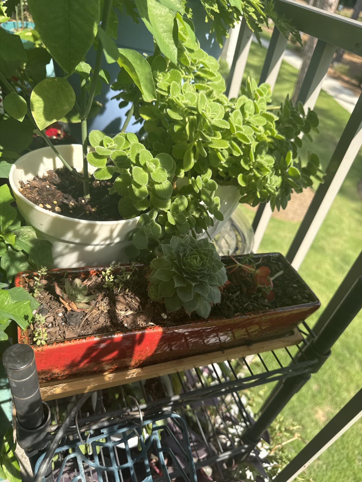 ARTKETTY Succulent Pots - Large Succulent Planter Pots with Drainage, 12 Inch Long Rectangle Bonsai Pot with Bamboo Tray Shallow Ceramic Cactus Flower Planter Window Box customer photo 1