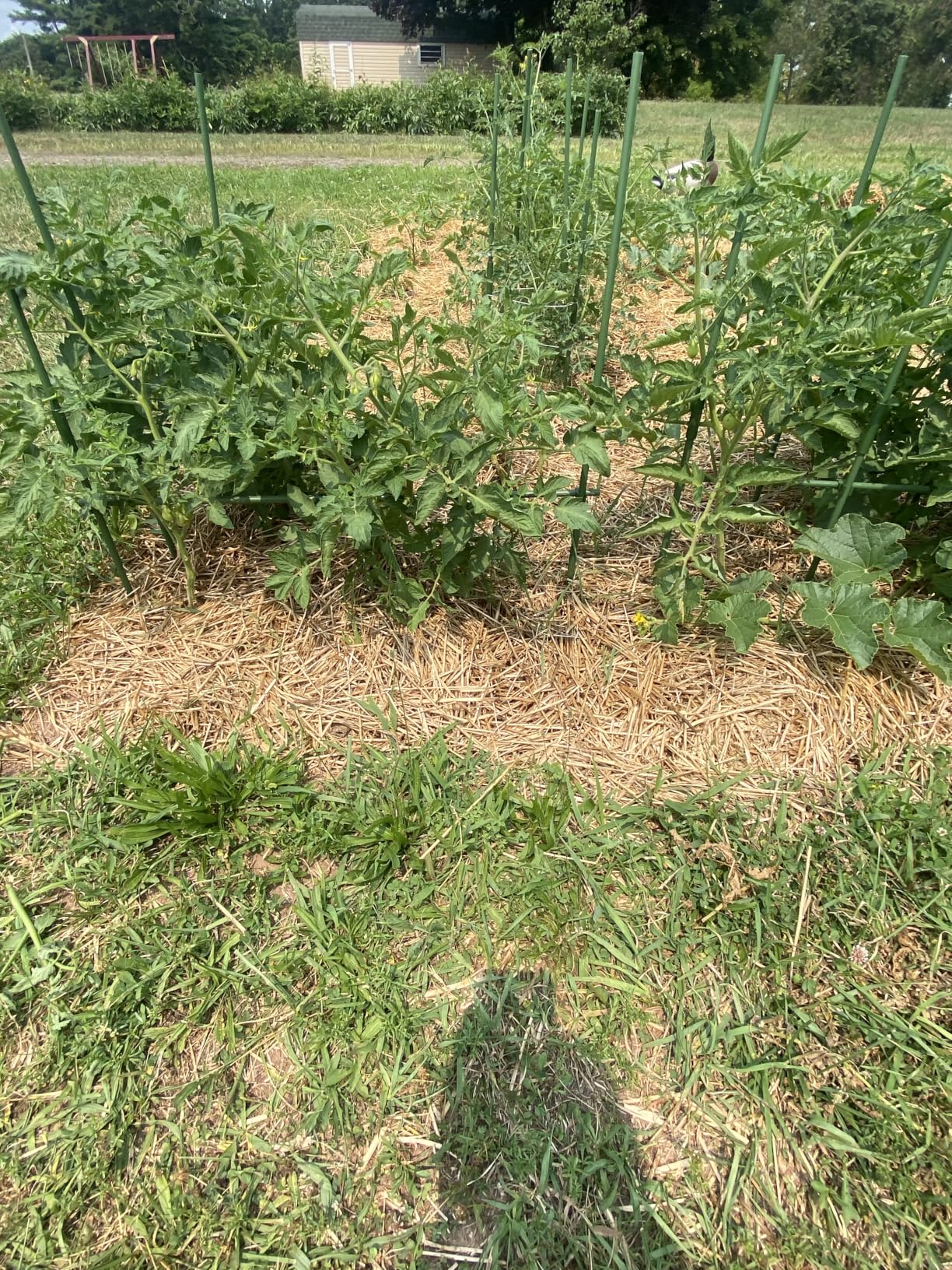 Fabulas Garden Stakes 16 Inch 70 Pack, DIY Tomato Stakes Plastic Coated Metal Plant Sticks with Connectors and Clips customer photo 1