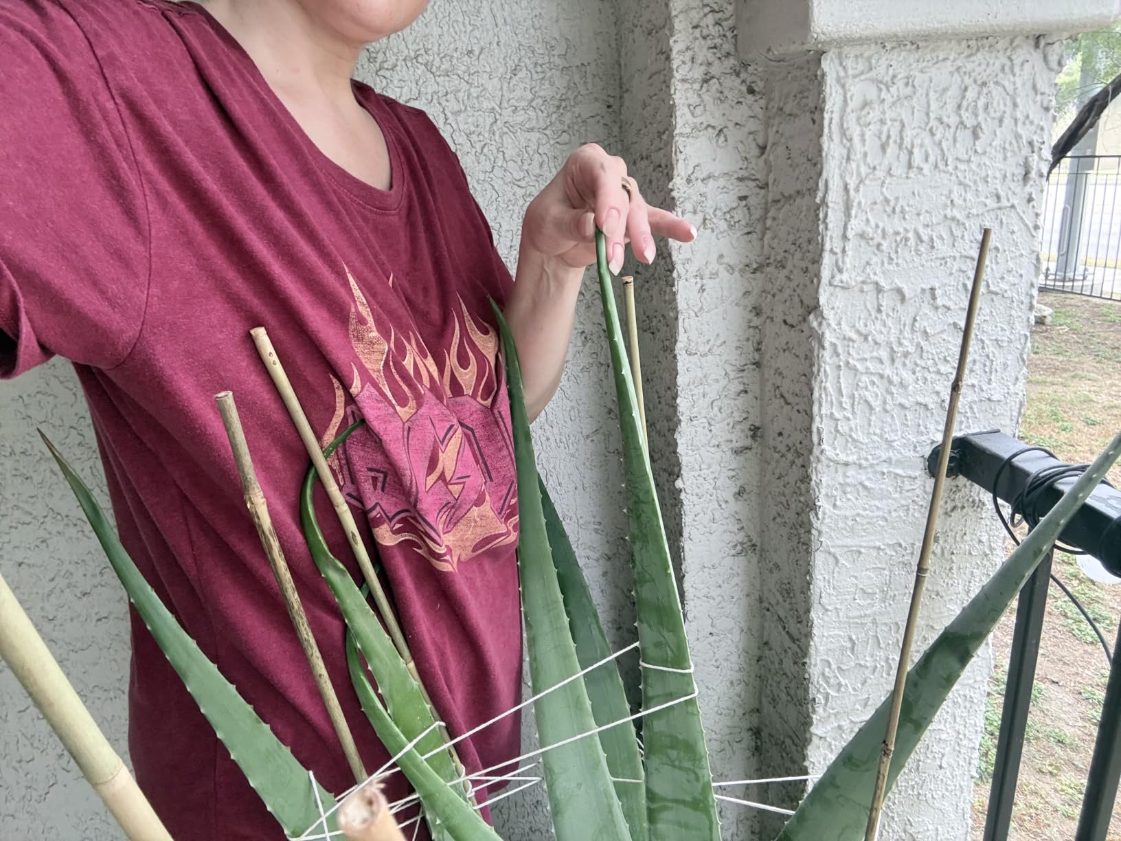 GAGINANG Natural Bamboo Garden Stakes, 4FT Trellis Plant Support 25Pcs | 4FT sturdy longer bamboo sticks for trellis, support tomato, vegetables, beans, trees and climbing plants indoor & outdoor. customer photo 2