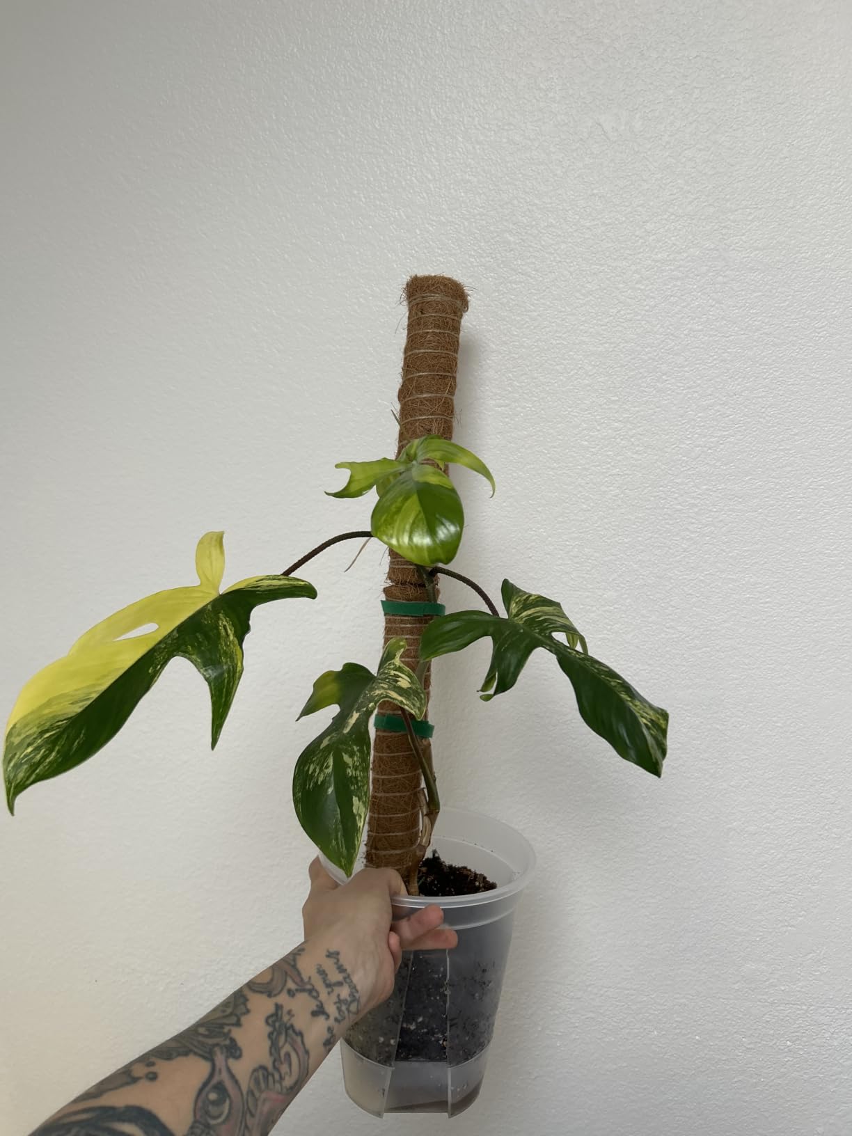 Wonderjune Self Watering Pots for Indoor Plants with Deep Reservoir and High Drainage Holes for Outdoor Plants and Flowers, Bare Root Planter(4.72'', 5.91'', 7.09'',Clear,9 Pcs) customer photo 1
