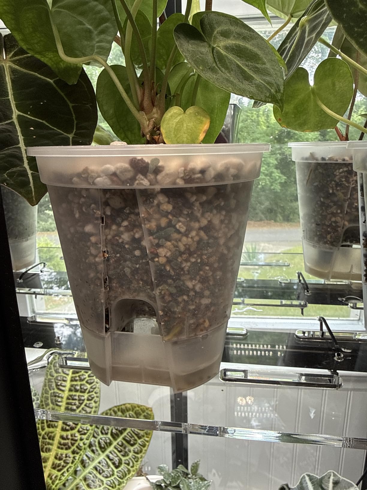 Wonderjune Self Watering Pots for Indoor Plants with Deep Reservoir and High Drainage Holes for Outdoor Plants and Flowers, Bare Root Planter(4.72'', 5.91'', 7.09'',Clear,9 Pcs) customer photo 2