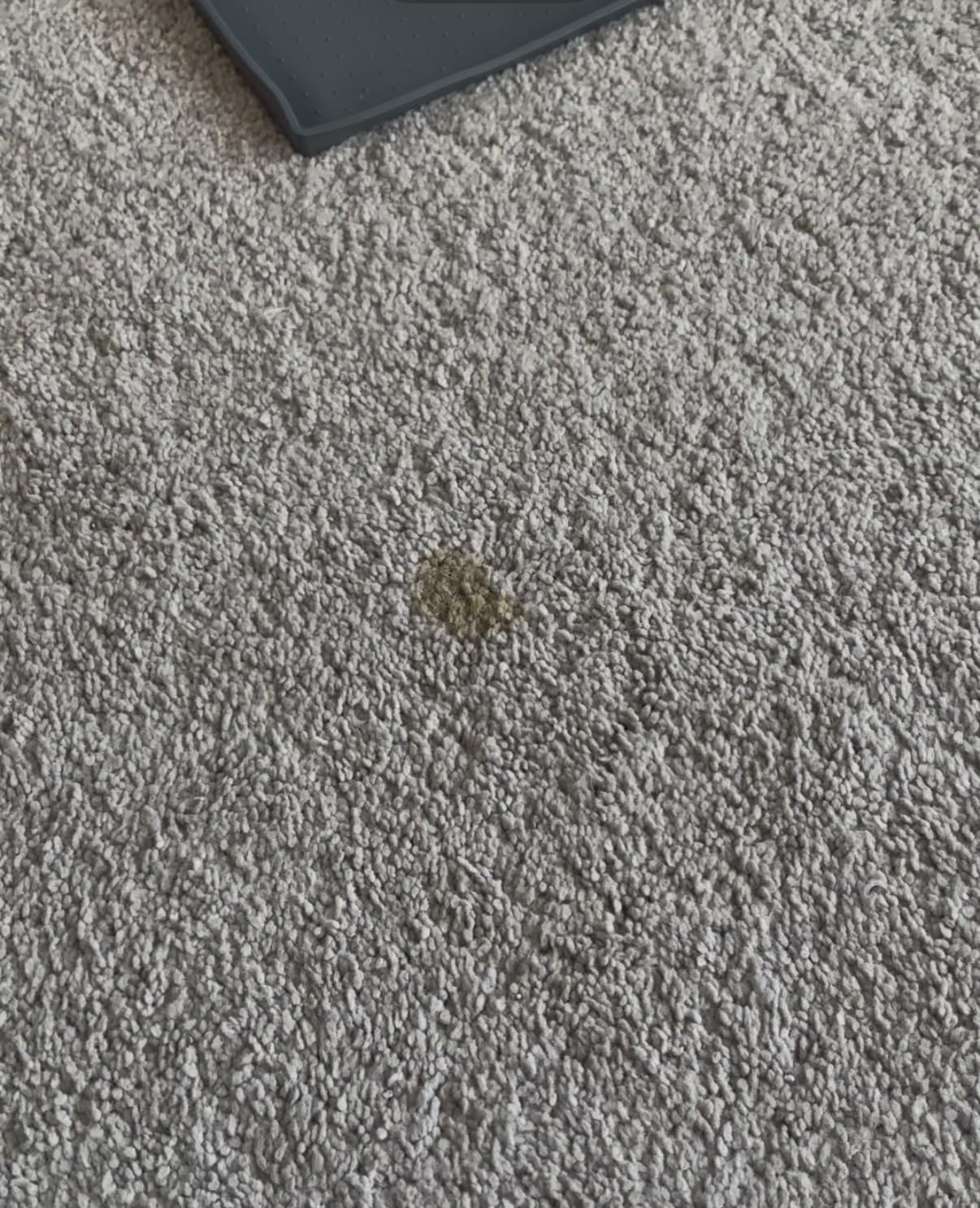 BISSELL Little Green Mini Portable Carpet Cleaner, 4075 customer photo 2