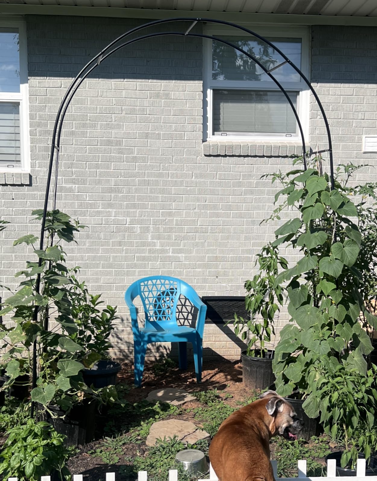 Garden Arch Trellis for Climbing Plants Outdoor Wedding Arches for Ceremony Black Metal Garden Arbor Indoor Garden Arches for Party Decoration 7.9ft Wide X 6.4ft High (Black Garden Arch) customer photo 2