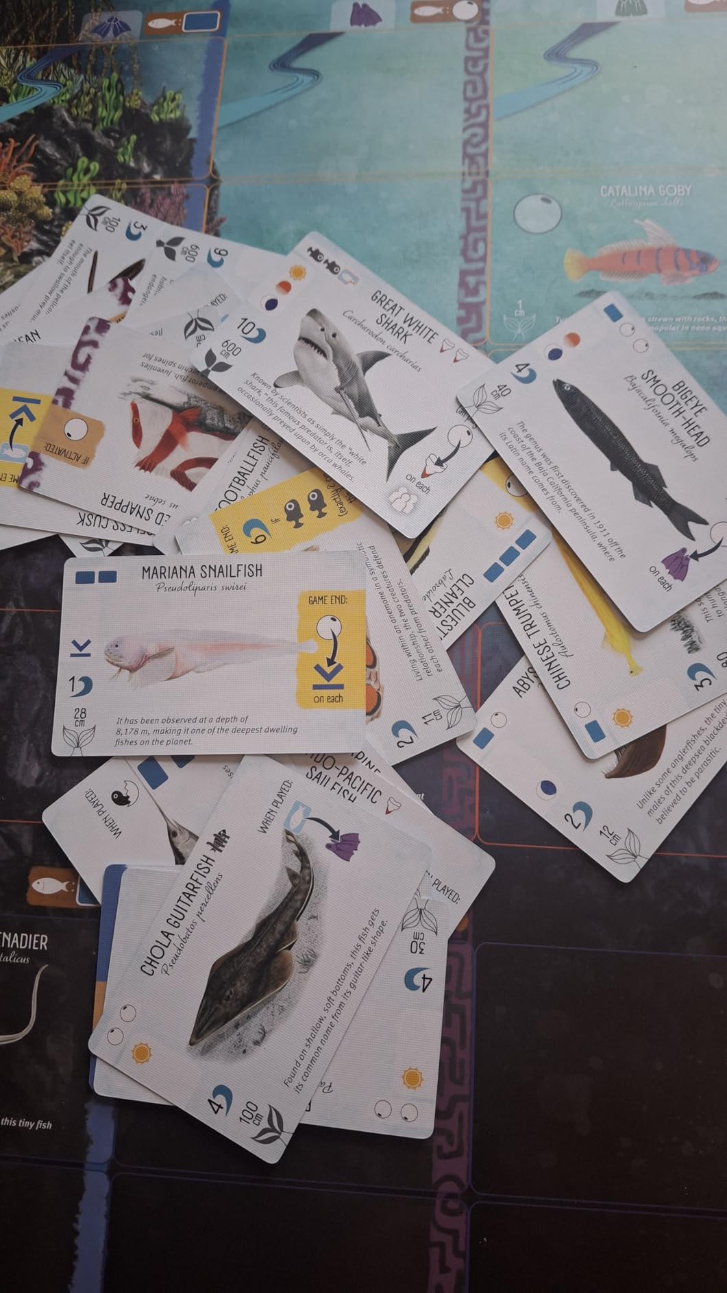 Stonemaier Games: Finspan - A Wingspan Game by David Gordon & Michael O'Connell | A Relaxing Strategy Board Game About Collecting Fish and Ocean Diving for Adults and Family | 1-5 Players, 60 Mins customer photo 1