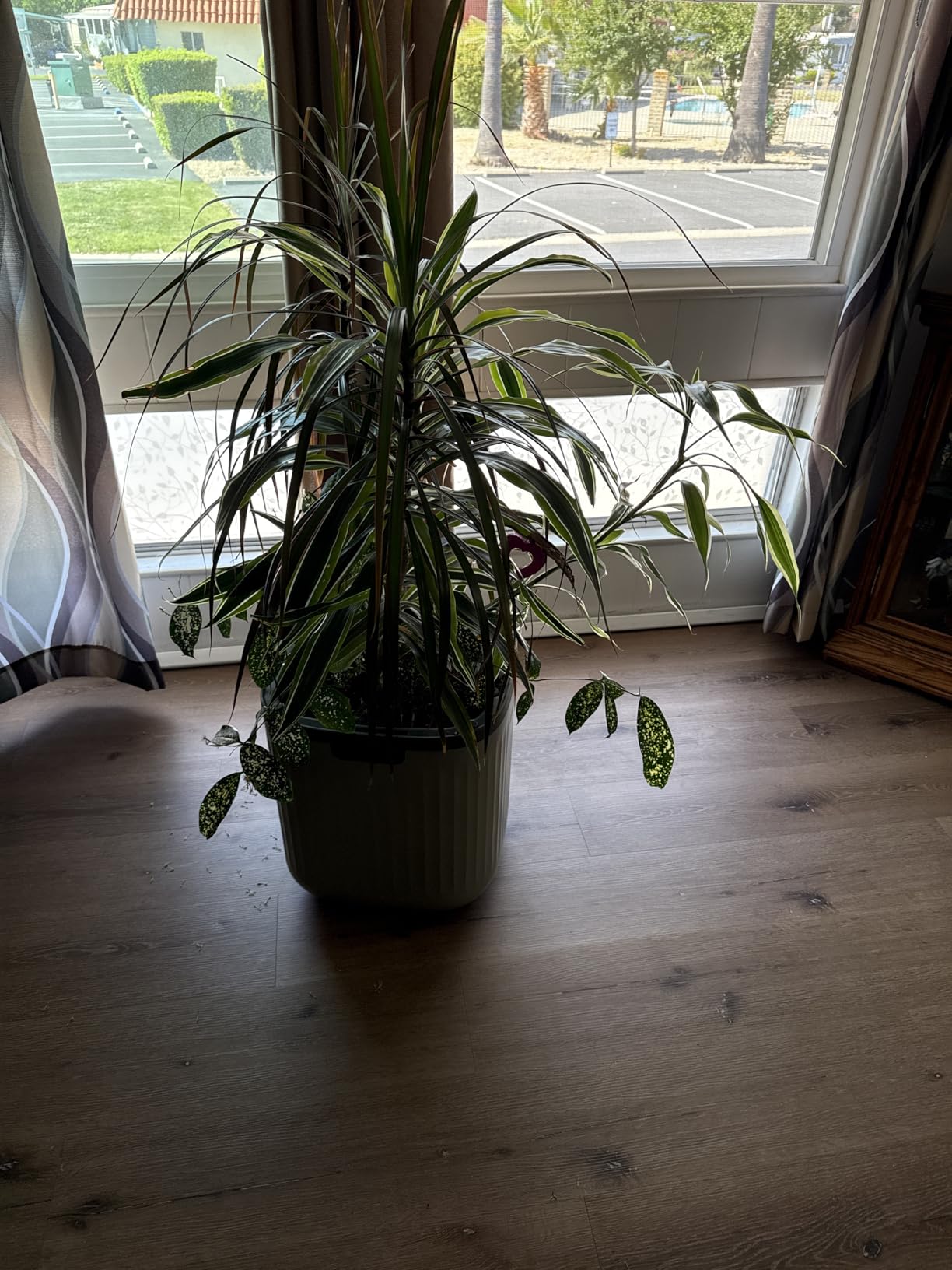 15 Inch Self-Watering Planter for Indoor Plants - Large Modern Plant Pot with Built-In Water Reservoir, Ideal for Monstera, Fiddle Leaf Fig, Palms & Peace Lily, Without Trellis (1, Sage Green) customer photo 1