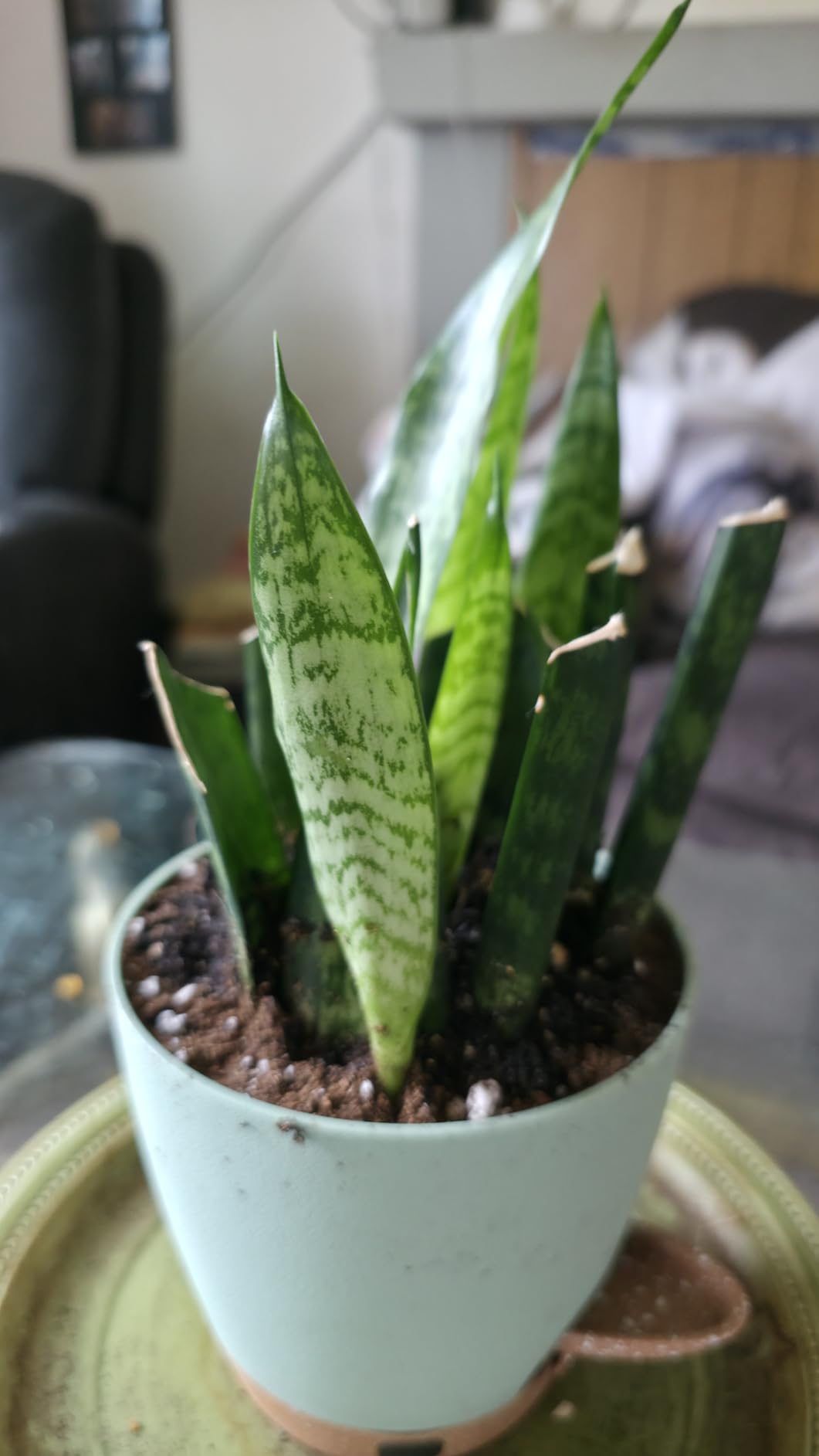 Self Watering Pots for Inoor Ourdoor Plants 8/7/6.5/6/5