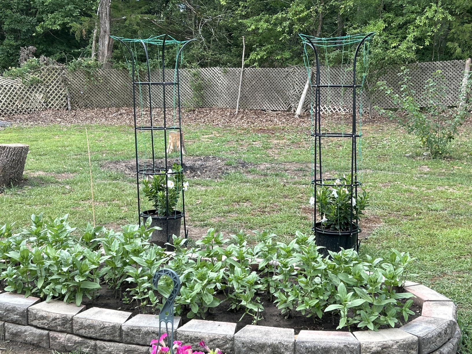 100% Metal Obelisk Garden Trellis 6.6 Ft Tall Plant Support for Climbing Vines, Flowers Stands,Rose Bush Round Trellis for Pots Metal Plant Trellises for Clematis Vine Jasmine Outdoor Indoor,2 Pack customer photo 1