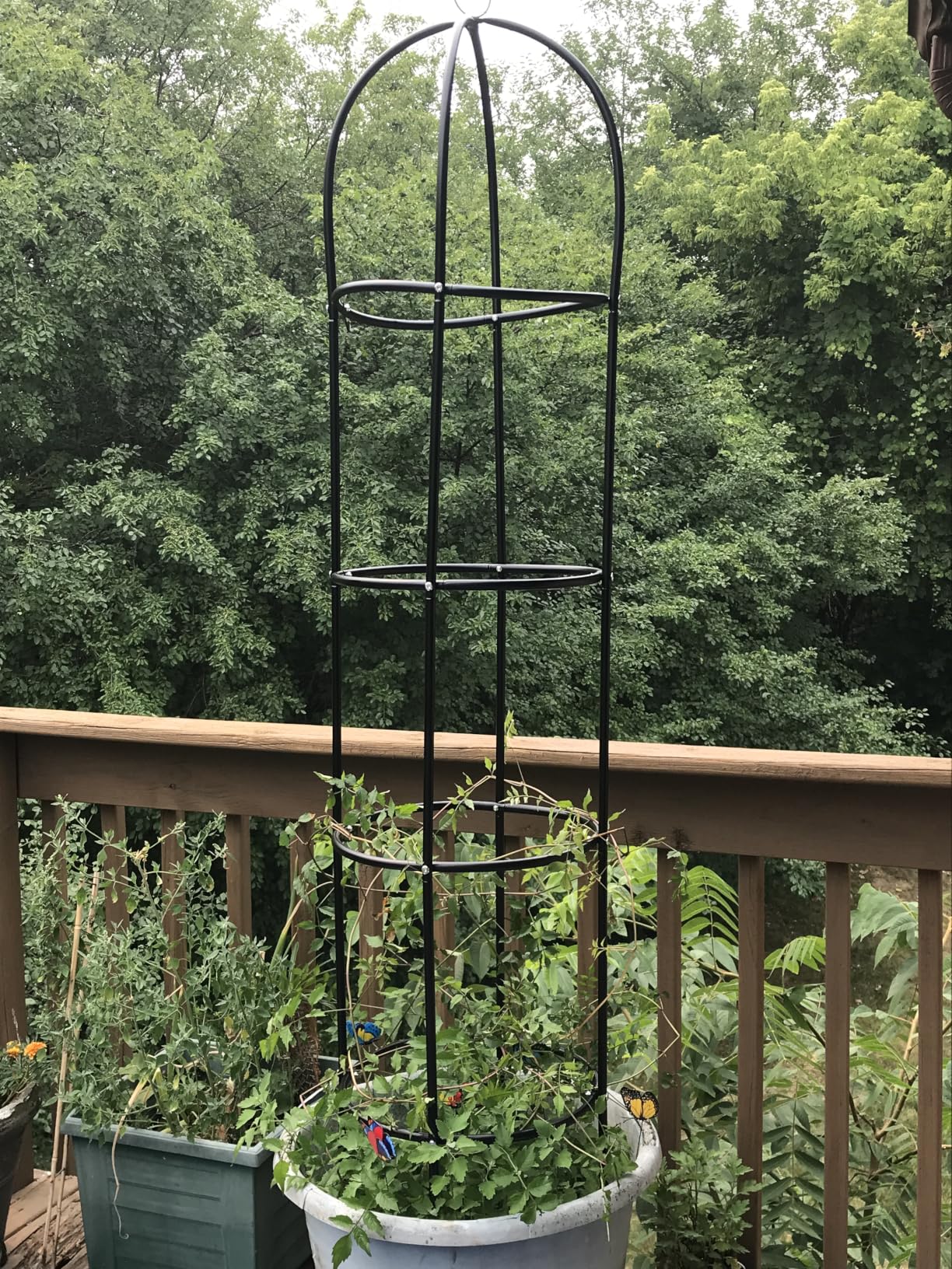 100% Metal Obelisk Garden Trellis 6.6 Ft Tall Plant Support for Climbing Vines, Flowers Stands,Rose Bush Round Trellis for Pots Metal Plant Trellises for Clematis Vine Jasmine Outdoor Indoor,2 Pack customer photo 2