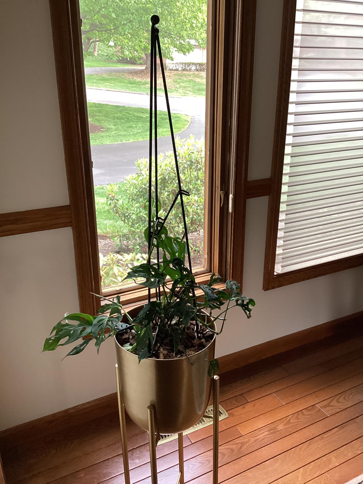 Arcadia Garden Products - No Assembly Required - 3 ft Folding Metal Obelisk Trellis for Climbing Plants - Plastic-Coated Grow Support for Indoor Outdoor Flowers, Vegetables, Vines, Ivy customer photo 1