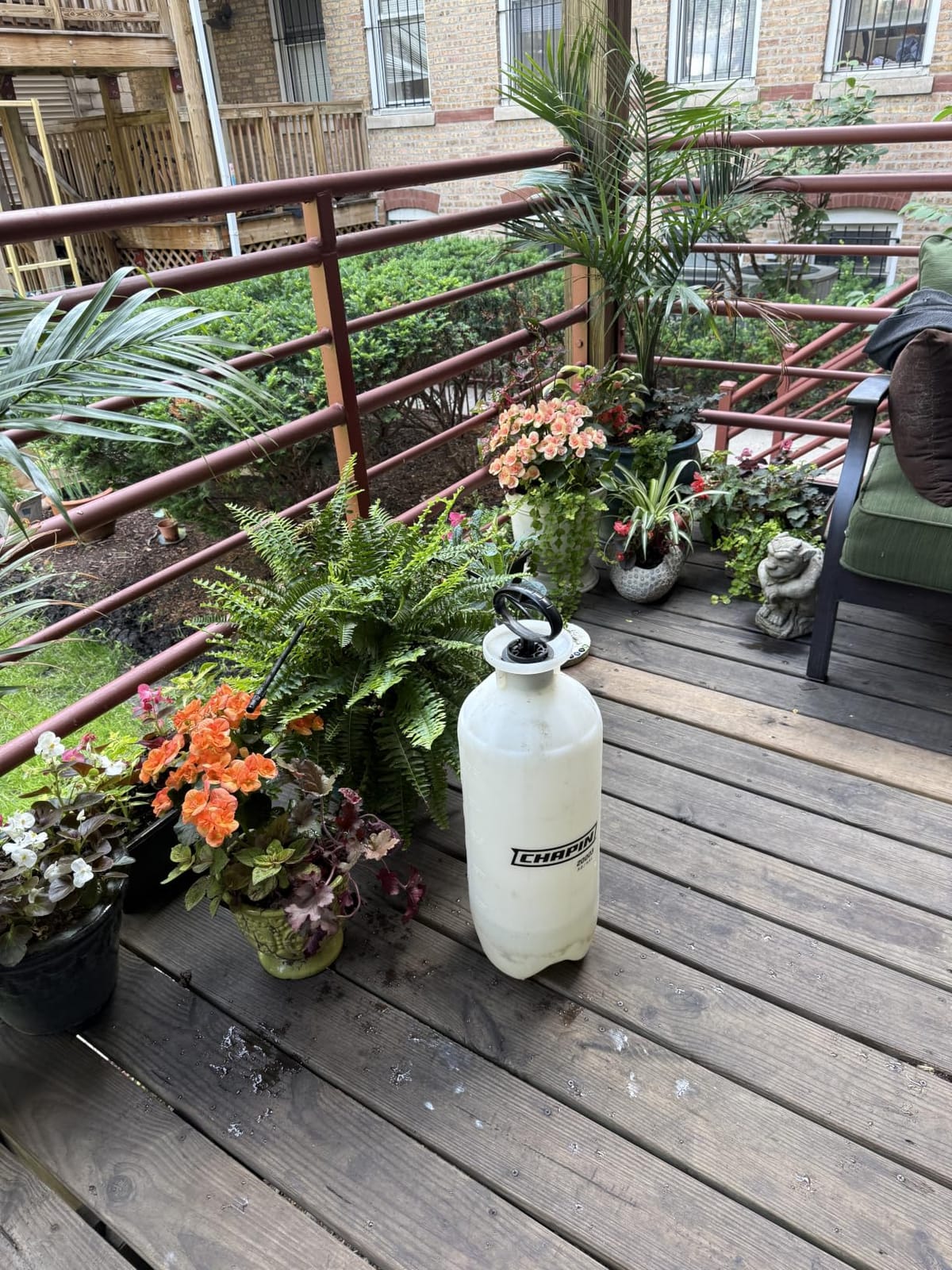 CHAPIN 1-Gallon Pump Sprayer, Easy Use for Home & Garden | Durable lightweight tank; ideal for weed control, plant care and cleaning with adjustable nozzle, long hose and easy pump customer photo 2