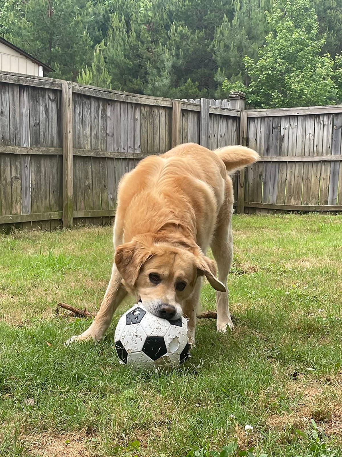 WILSON Traditional Soccer Balls customer photo 1