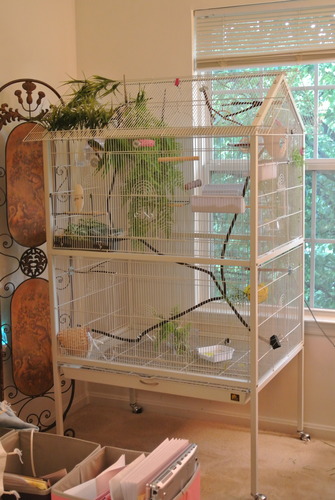 Prevue Pet Products Steel Bird Flight Cage with Wheels - Large Birdcage for Parakeets, Canaries, Finches, Cockatiels, Lovebirds, & Green Cheek, Metal Standing Birdcage - Black, Large customer photo 1