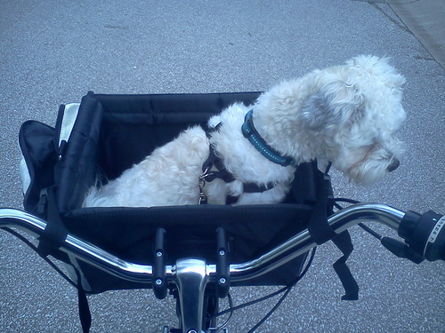 PetSafe Happy Ride Nylon Bicycle Basket for Dogs & Cats - Detachable Front-Mount Carrier with Shoulder Strap & Removable Sun Shield - Safe Transport for Pets Weighing Up to 13 lbs customer photo 2