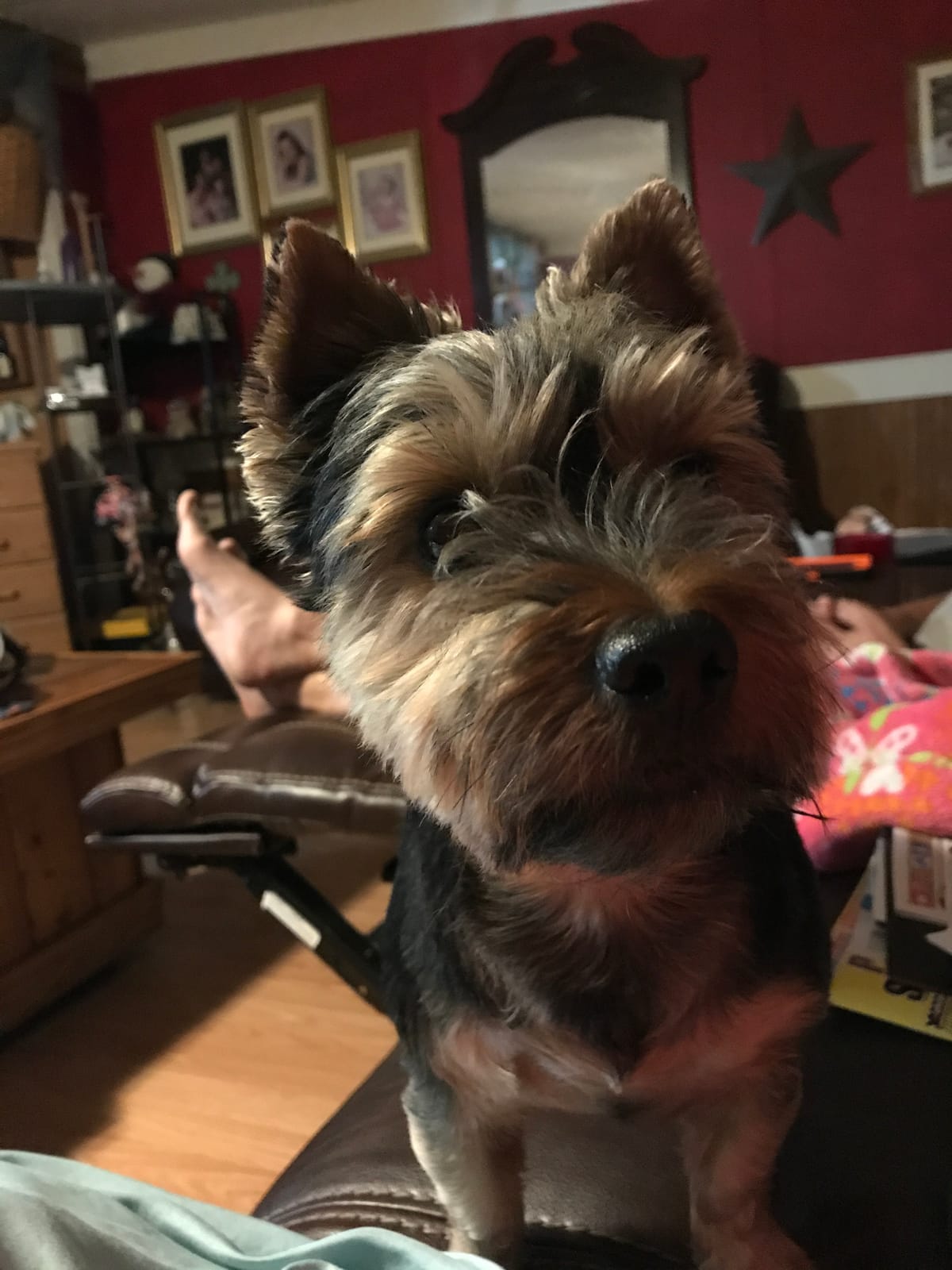 Wahl Professional Animal Arco Pet, Dog, Cat, and Horse Cordless Clipper Kit, Champagne (8786-452) customer photo 2
