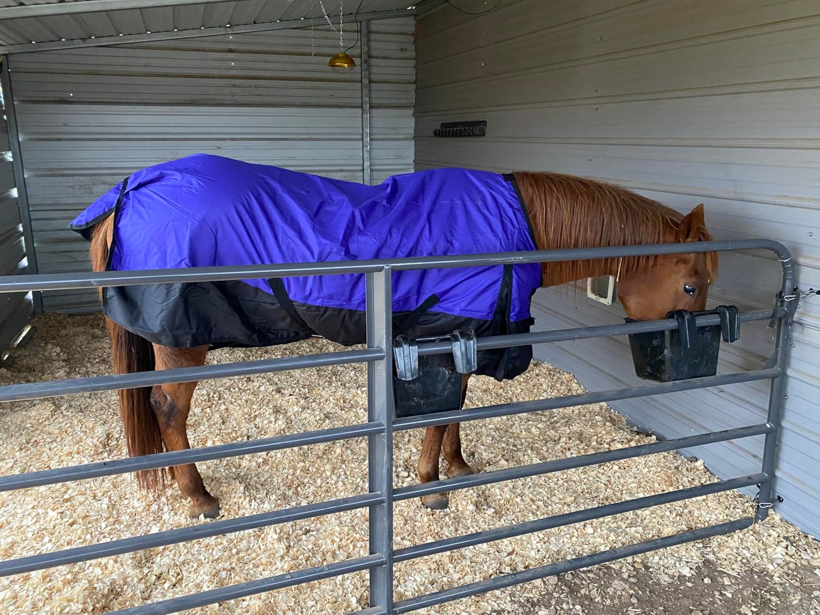 Tough 1 600 Denier Waterproof Horse Sheet customer photo 2
