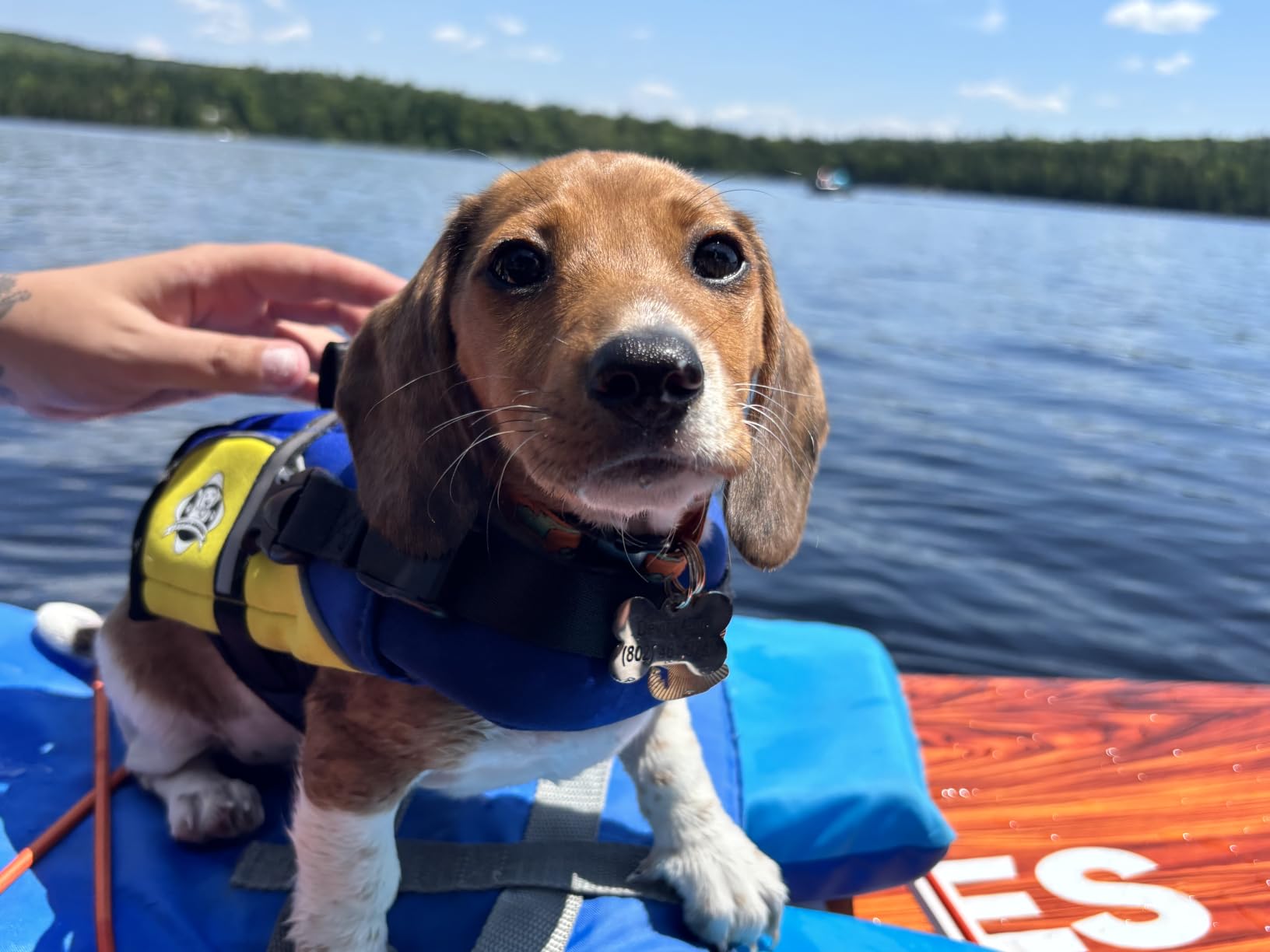 Dog Life Jacket - Swimming Vest for Dogs, Adjustable, Reflective, Comfortable, Multiple Colors, Patterns, XX-Small to Extra Large Dog Swim Vest with Handle (Red, Large) customer photo 1