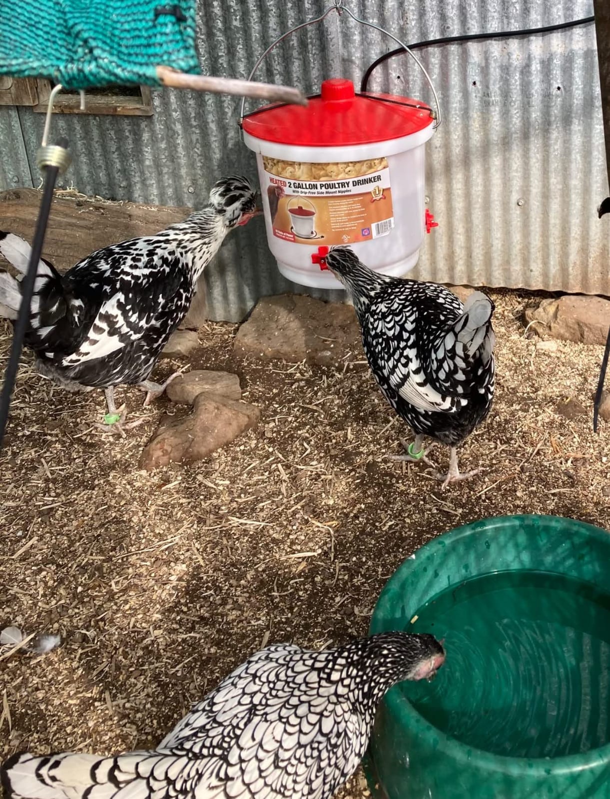 Farm Innovators HB-60P Thermostatically Controlled Heated 2 Gallon Plastic Outdoor Year Round Poultry Chicken Water Bucket Drinker, White/Red customer photo 2