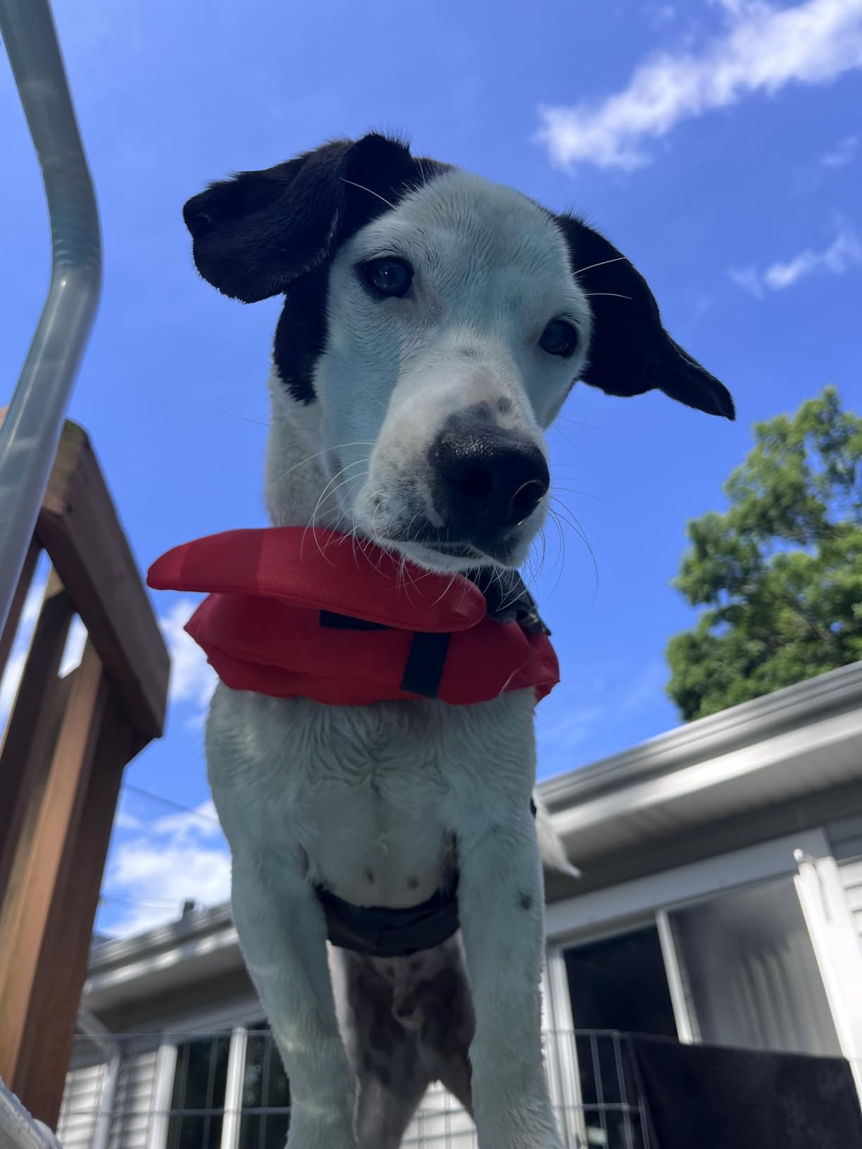 Outward Hound Granby Splash Dog Life Jacket, Life Vest, Orange, Large customer photo 2