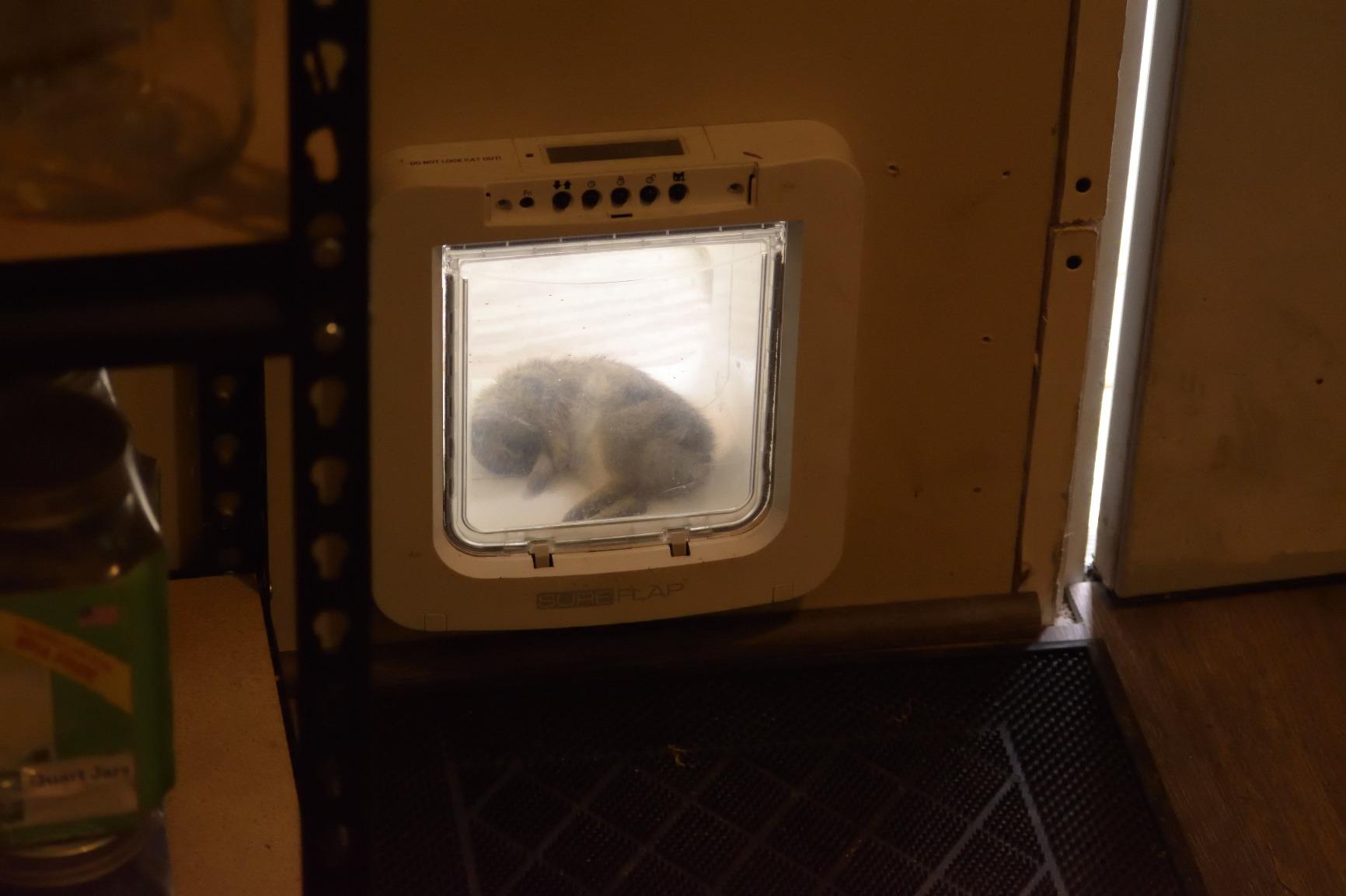 SureFlap-Sure Petcare Microchip Pet Door (White) customer photo 2