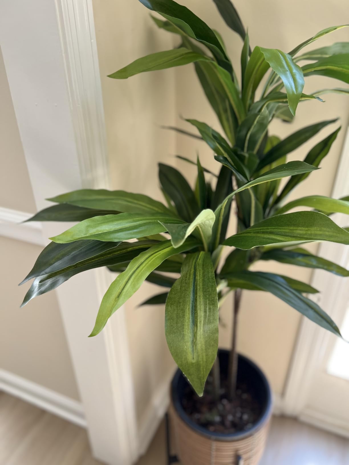 Nearly Natural 48 in Artificial Dracaena Real Touch Plant with Pot | Multi-Tonal Trunks, Large Indoor Silk Plant, Maintenance-Free customer photo 1