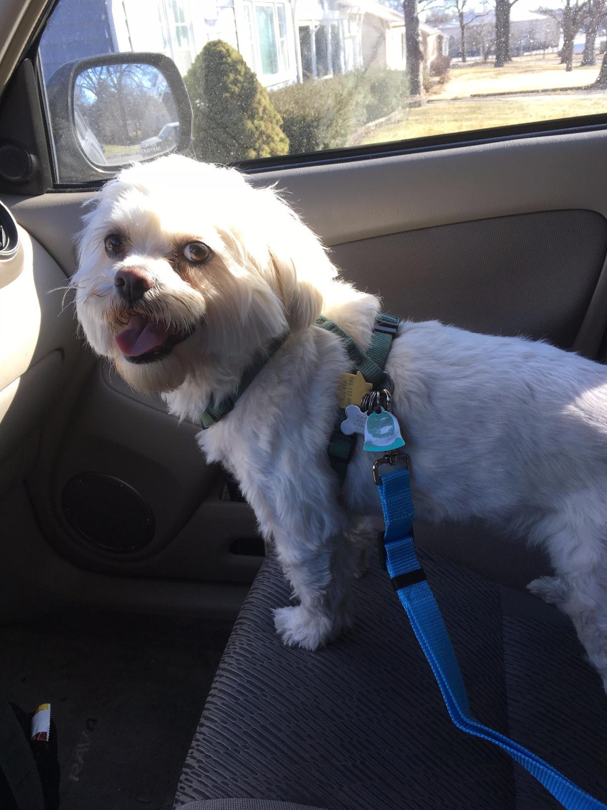 SunGrow Dog Seat Belt for Car, Adjustable Nylon Pet Seatbelt, Supports All Cars, Dog Car Leash Seat Belt, Seatbelt for Dogs, Cats & Ferrets Travel Harness customer photo 2
