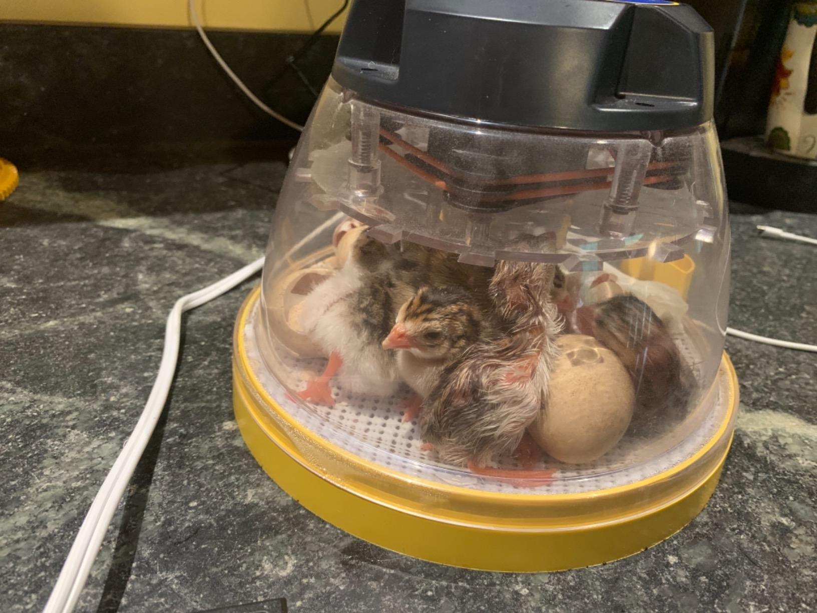 Brinsea Mini II Advance Incubator with Automatic Egg Turning and Temperature Control for Hatching 7 Chicken, Duck, or Other Eggs customer photo 2