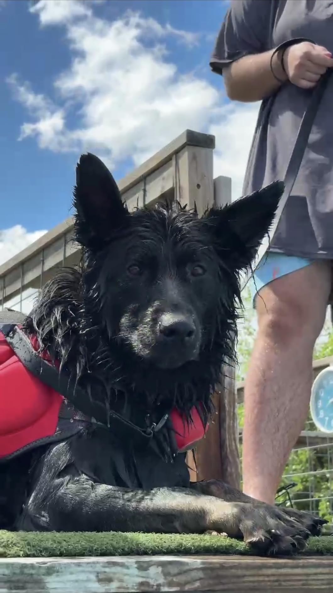 Outward Hound Dawson Swim Dog Life Jacket, Life Vest, Red, Medium | High Buoyancy, Insulating, Adjustable Fit, Rescue Handle, Reflective, Swimming & Boating, Medium Dogs (21-27