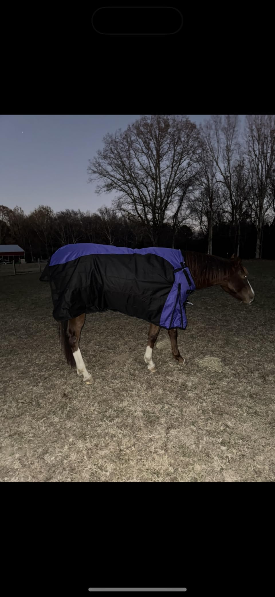 TOUGH1 1200D Turnout Blanket with Belly WRAP and SNUGGIT, Royal Blue, 78-in customer photo 2