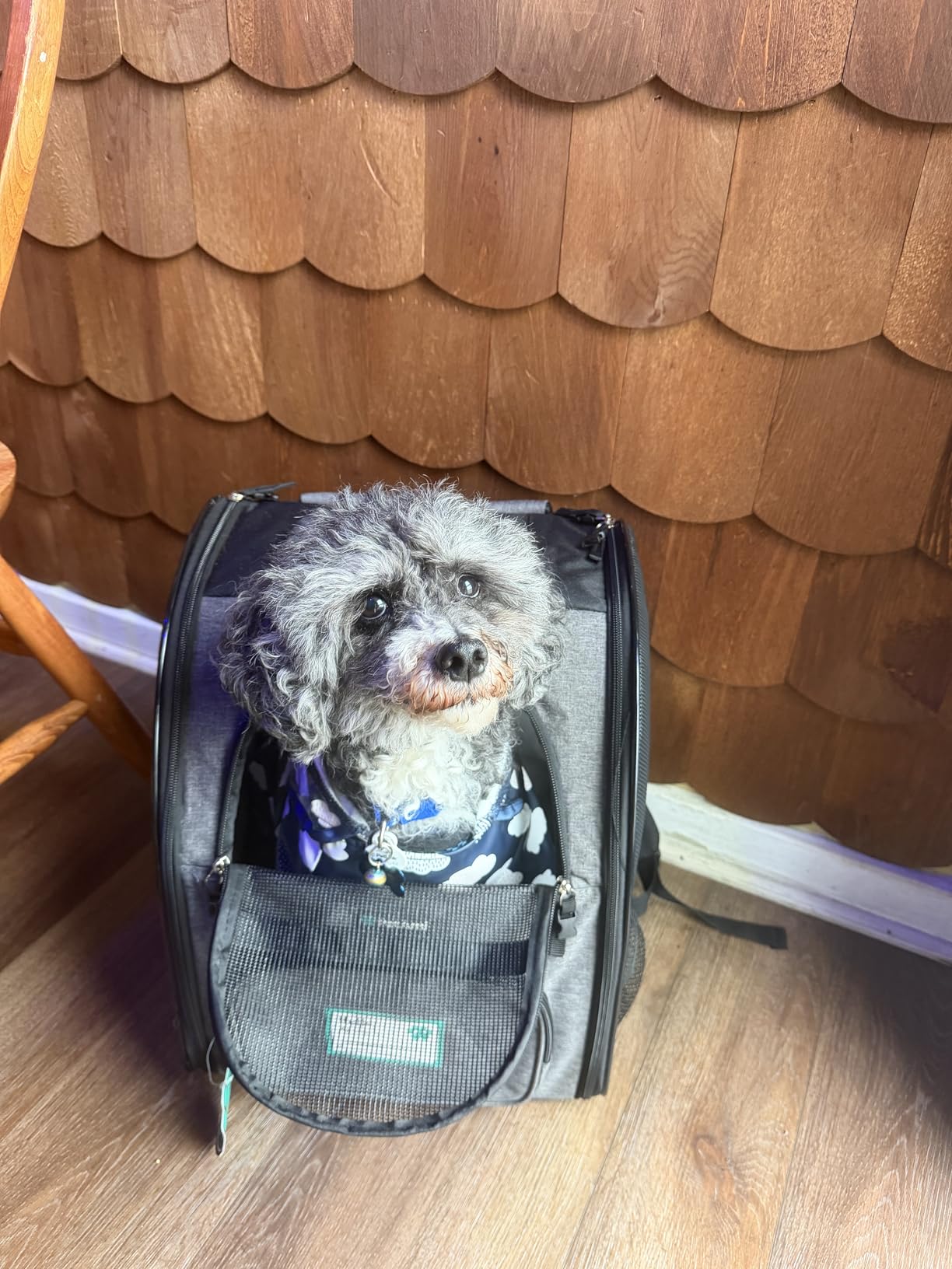 PetAmi Dog Backpack Carrier for Small Medium Dogs Large Cats up to 18 lbs, 2 Side Entry, Structured No-Collapse Frame, Airline Approved Ventilated Pet Backpack for Hiking Camping Travel Vet, Black customer photo 1