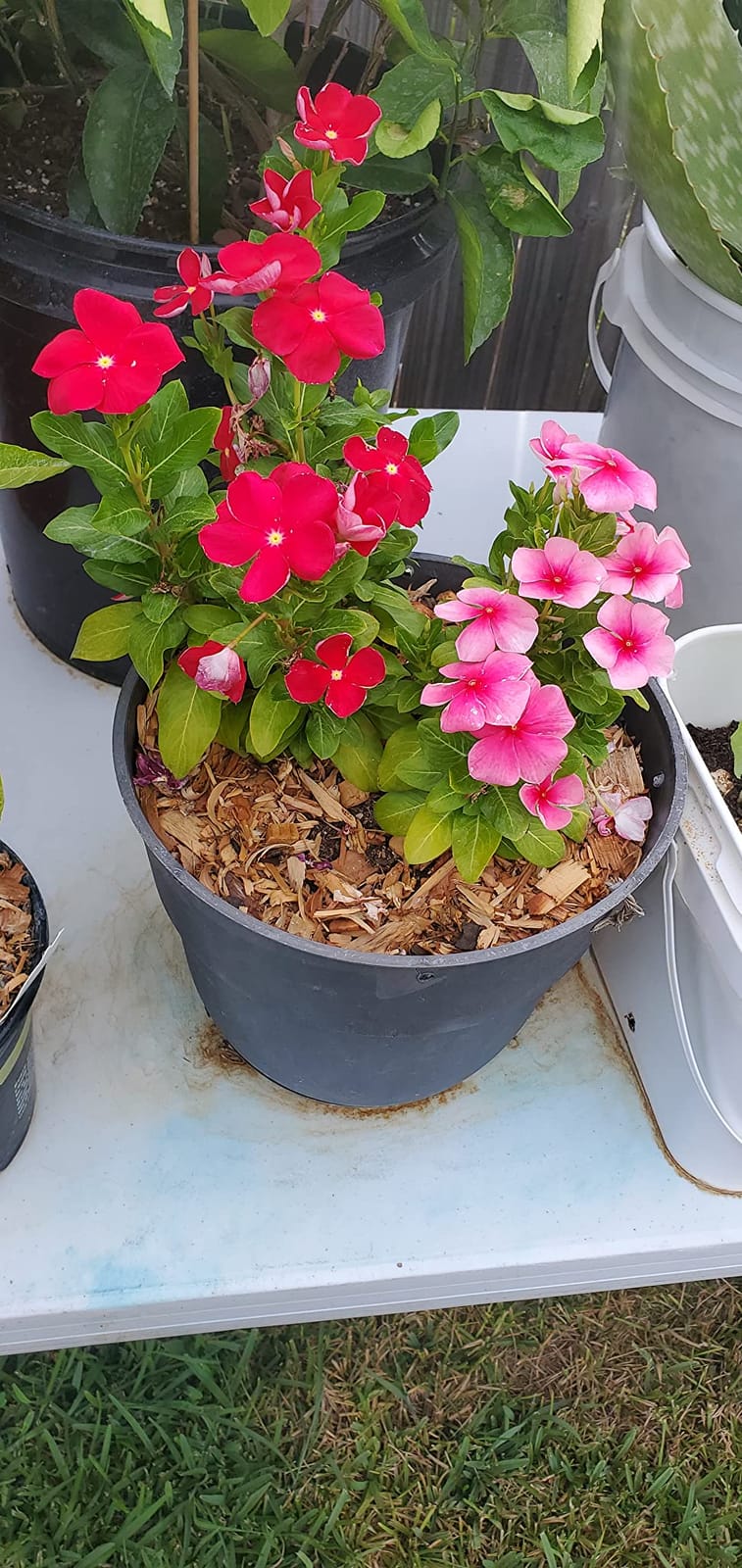 100% Natural Cedar Chips | Mulch | Great for Outdoors or Indoor Potted Plants | Dog Bedding | Pleasant Earthy Smell 4 Quarts customer photo 1