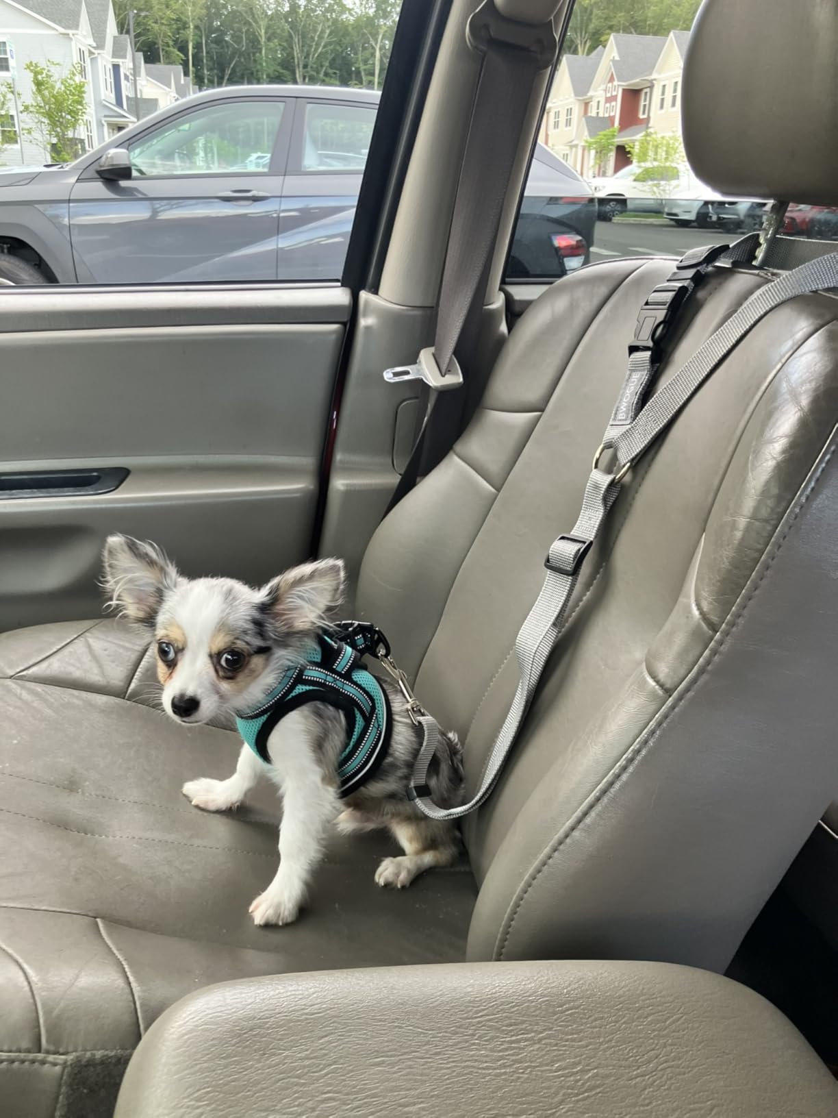 BWOGUE Dog Seat Belt for Car, Headrest Restraint Safety Lead, Dogs Cats | Adjustable 18-30 in Length, Headrest Loop for Car Travel, 2-in-1 Seat Belt and Leash, Use with Dog Harness, Zinc Alloy Snap customer photo 1