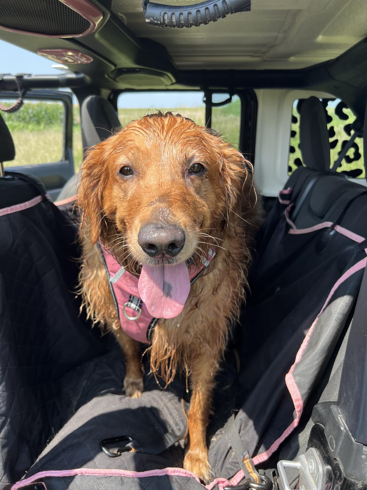Active Pets Black Standard Dog Car Hammock Back Seat Cover, Waterproof Backseat Cover Protector for Truck Bench Rear of Sedans or SUVs, Essential Pet Supplies Vacuum or Wipe Clean, Machine Washable customer photo 1