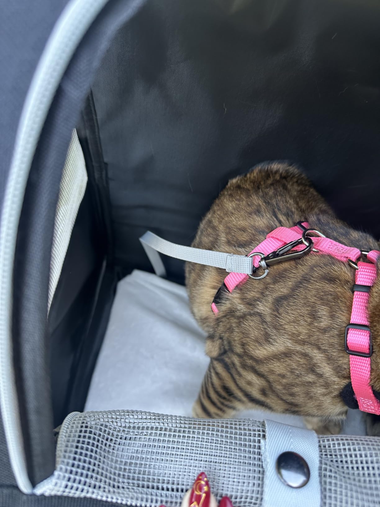 Texsens Innovative Traveler Bubble Backpack Pet Carriers for Cats and Dogs customer photo 2