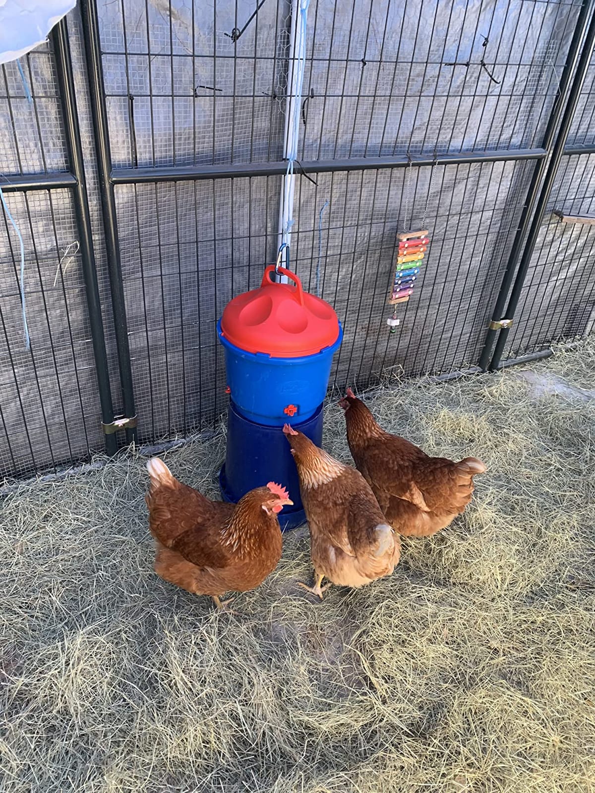 Premier 1 All-Season Heated Poultry Waterer for Chickens & Ducks - 3 Gallon | 100W Thermostat, Keeps Water Unfrozen to -20F, Quick-Fill Cap, 3 Recessed Nipples, 16 ft Detachable Cord, Up to 35 Birds customer photo 1