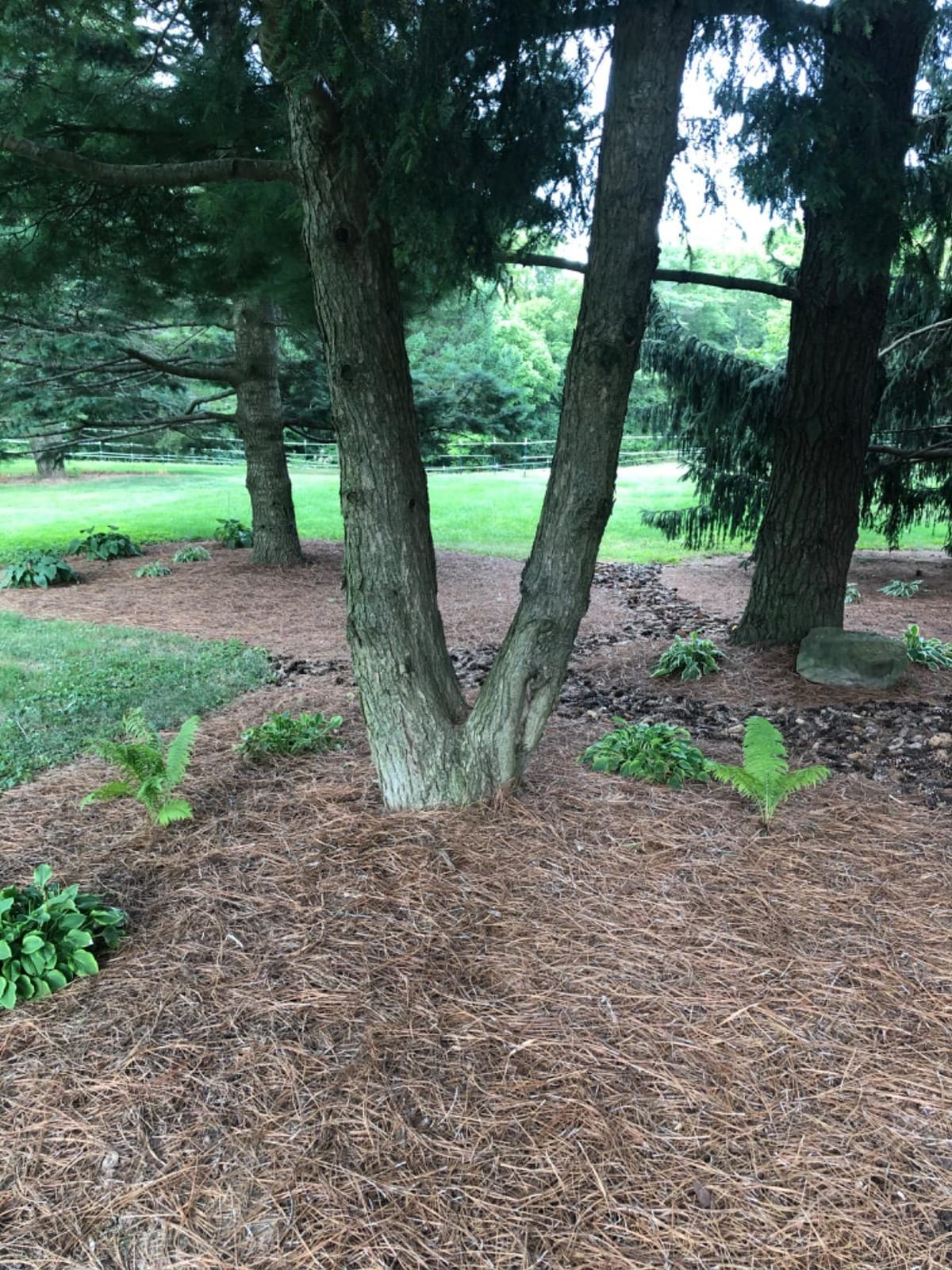 Long Needle Pine Straw Mulch - 65-80 Sqft Coverage 1 Set - Premium USA Harvested PineStraw for Landscaping, Weed Control, Moisture Retention & Erosion Control - USA Pinestraw customer photo 1