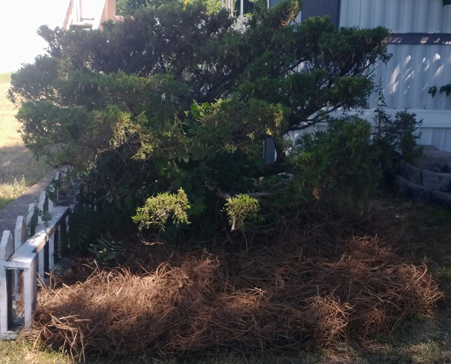 Long Needle Pine Straw Mulch - 65-80 Sqft Coverage 1 Set - Premium USA Harvested PineStraw for Landscaping, Weed Control, Moisture Retention & Erosion Control - USA Pinestraw customer photo 2