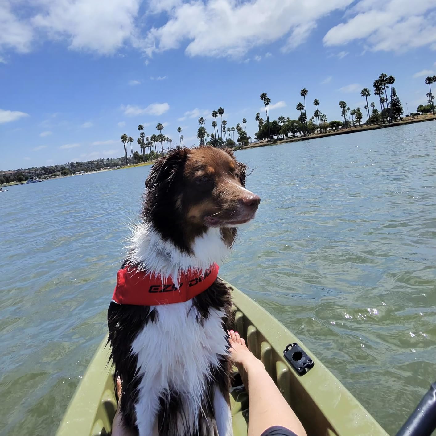 EzyDog DFD X2 Dog Life Jacket, Grab Handle, Reflective Trim - Large, Yellow | Adjustable Dog Life Vest For Swimming, Durable Nylon Outer, Secure Fit, Lightweight, Ultra Buoyant Foam, Reinforced Stitching customer photo 1