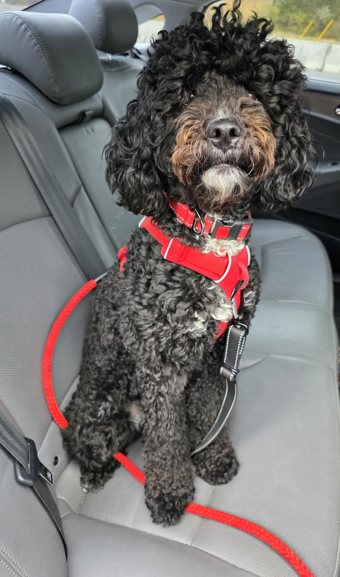 Mighty Paw Dog Seat Belt for Car, Heavy-Duty Aviation Aluminum Carabiner | 850 Lbs Force Rated, Nylon Webbing, Swivel Clip, 16-26 In Adjustable customer photo 2