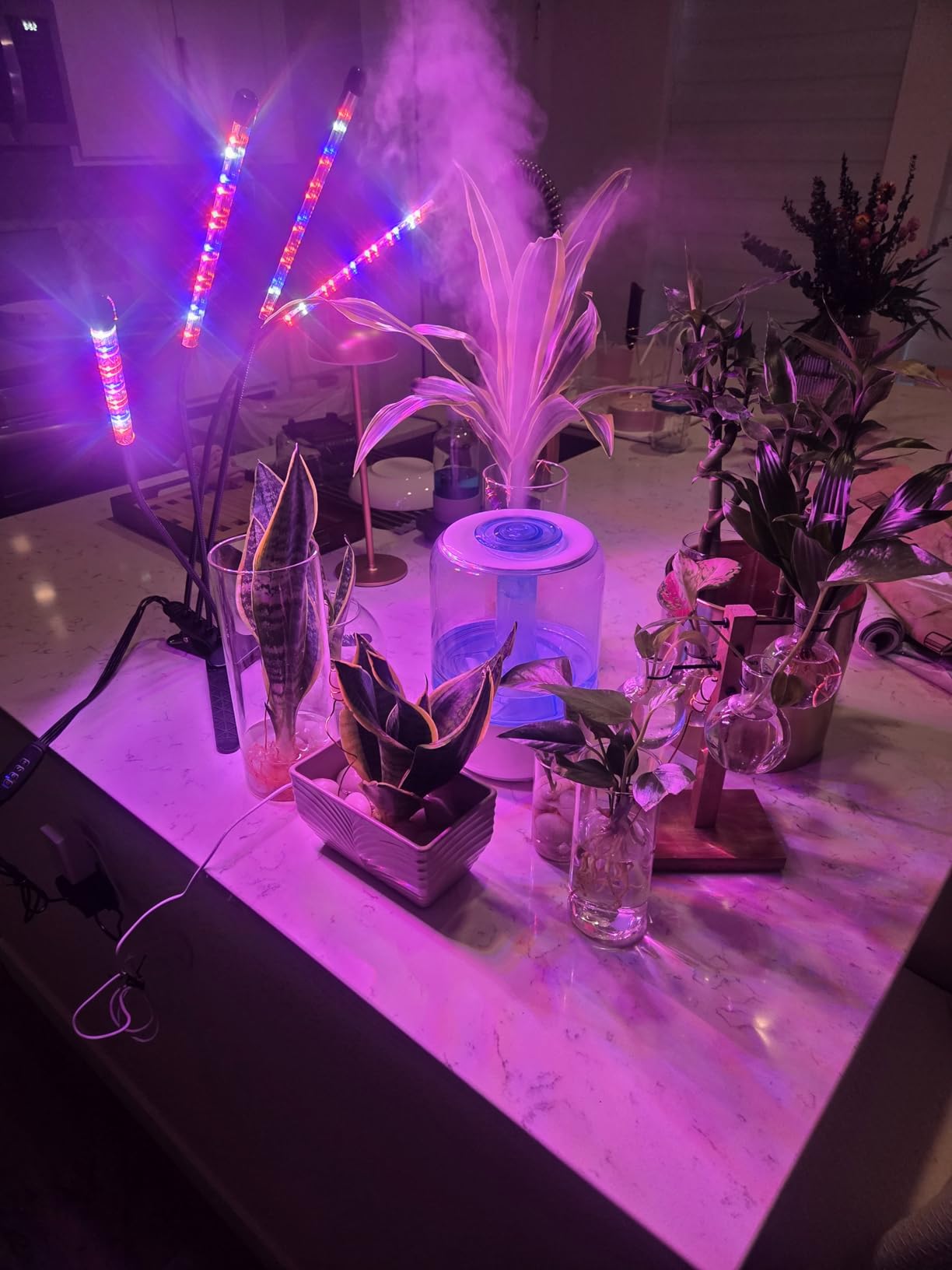 LEOTER Grow Light for Indoor Plants - Upgraded Version 80 LED Lamps with Full Spectrum & Red Blue Spectrum, 3/9/12H Timer, 10 Dimmable Level, Adjustable Gooseneck,3 Switch Modes customer photo 2