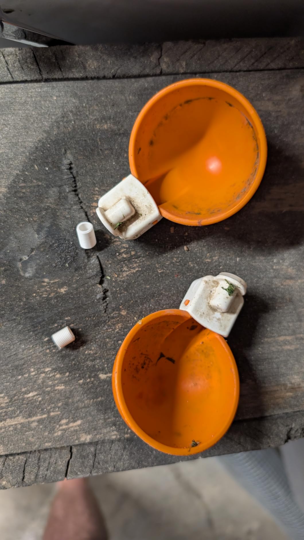 Lil'Clucker Large Automatic Chicken Waterer Cups | Chicken Water Feeder Suitable for Chicks, Duck, Goose, Turkey and Bunny | Poultry Water Feeder Kit (Orange, 5-Pack) customer photo 1