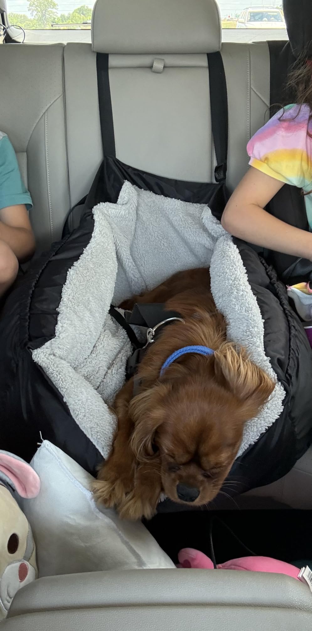 BurgeonNest Dog Car Seat for Small Dogs, Soft Pet Car Travel Home Bed Under 25 lbs, Fully Detachable and Washable Cat Booster Carseats with Storage Pockets and Clip-On Leash Portable Carrier, Black customer photo 2