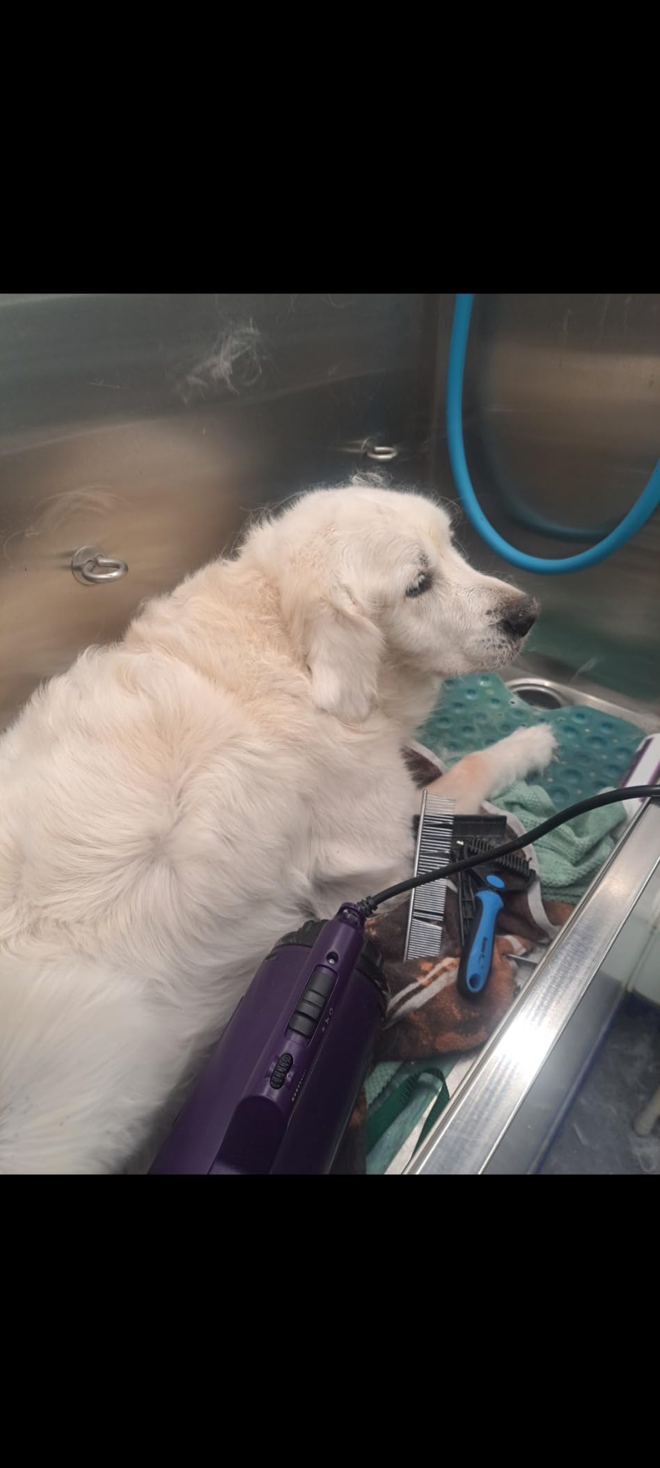 Dog Dryer High Velocity Pet Dog Grooming Force Hair Dryer/Blower | High velocity force blower dryer for professional dog pet grooming, purple sherbao SMD-06P customer photo 1