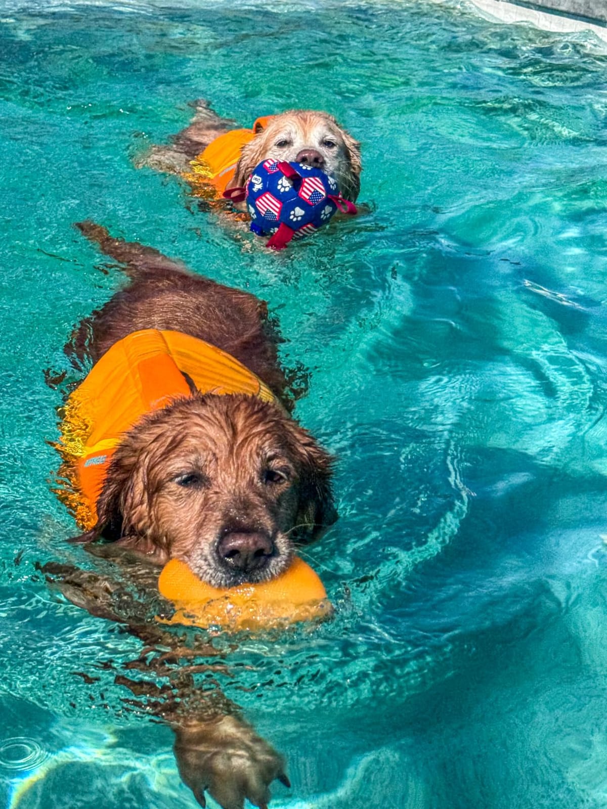 Ruffwear Float Coat Dog Life Jacket, Premium Buoyancy Swim Vest with Lift Handle, Wave Orange, Small customer photo 1